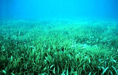 great-barrier-seagrass